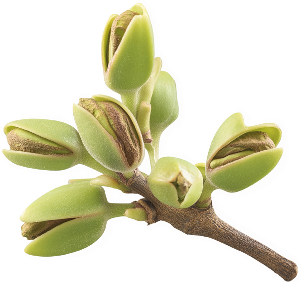 Rama de pistachos